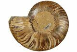 Cut & Polished Ammonite Fossil (Half) - Crystal Pockets #308198-1